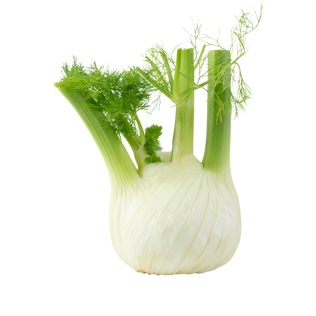 Bio-Fenchel