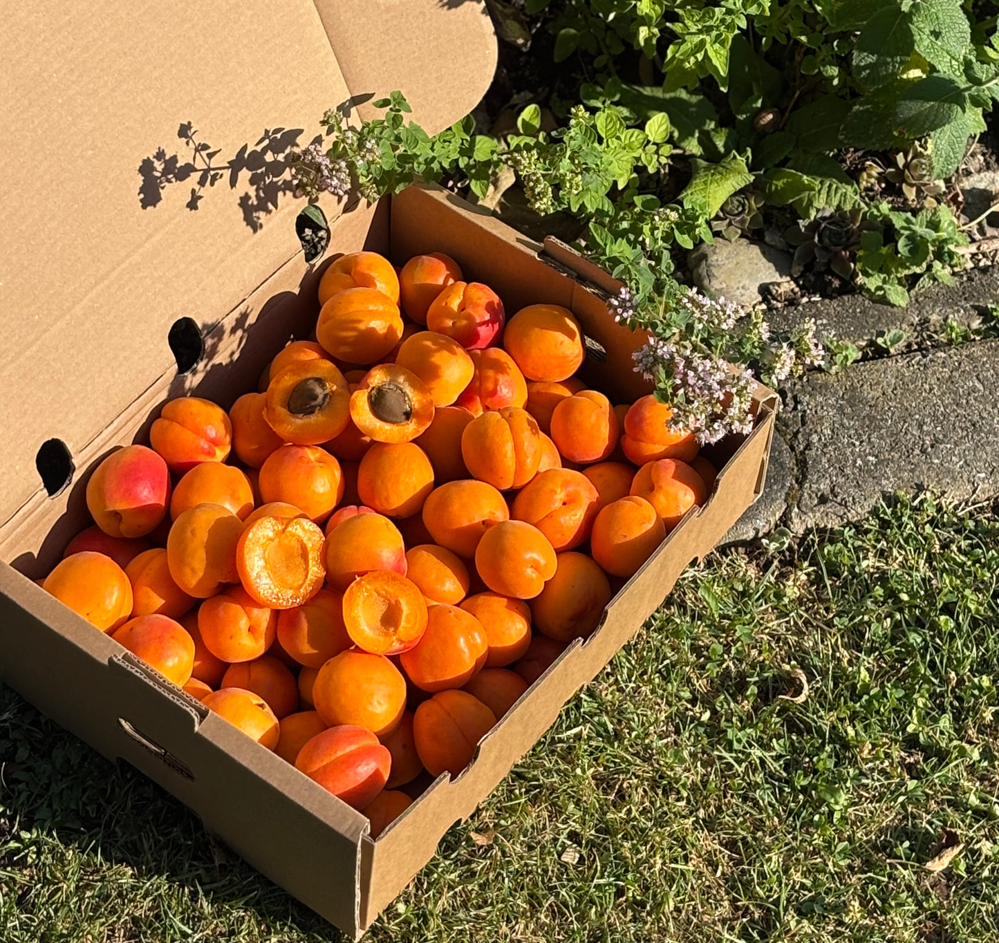 10kg. Aprikosen Einkochkiste Basisartikel