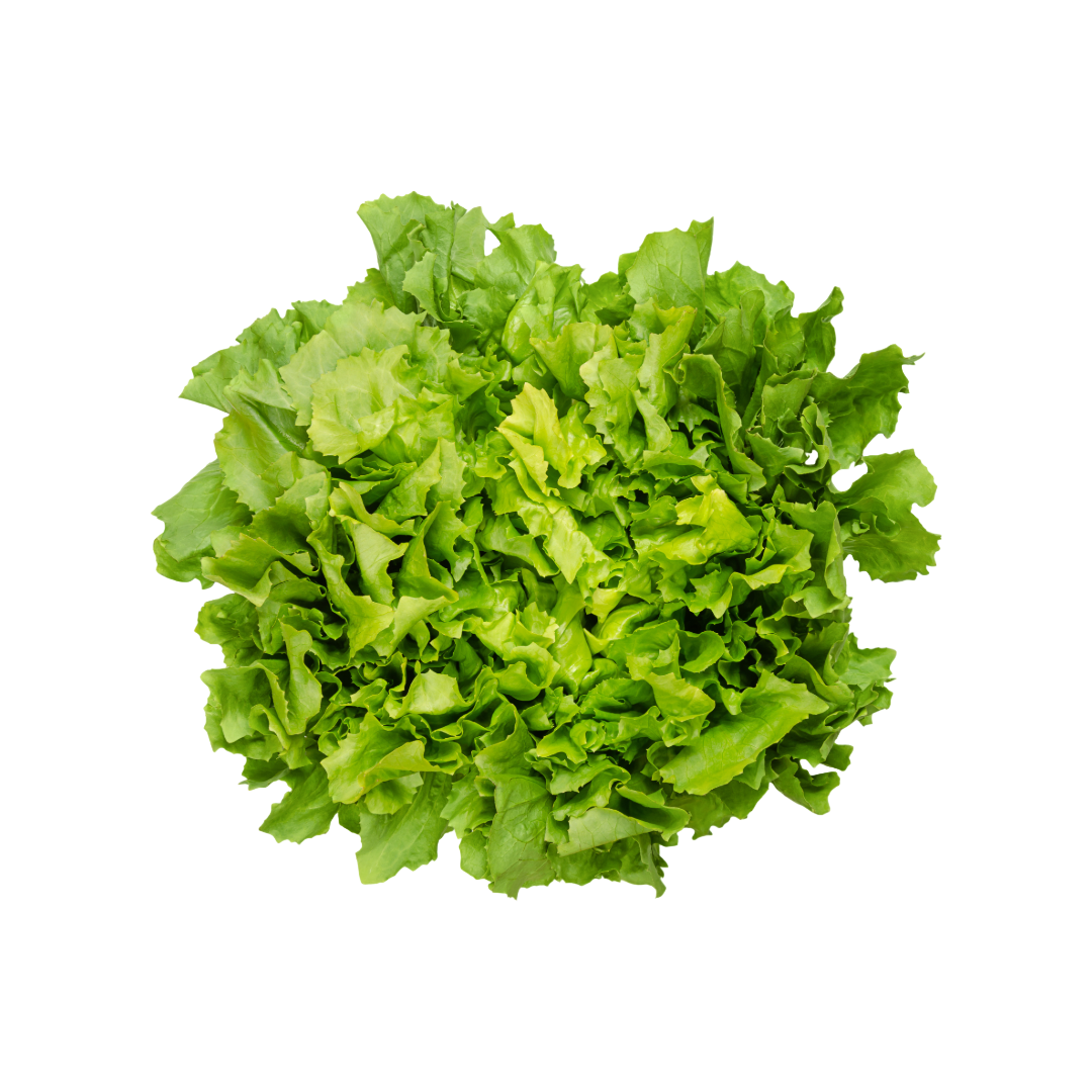 Bio-Knollen Sellerie