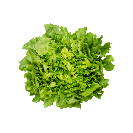 Bio-Knollen Sellerie