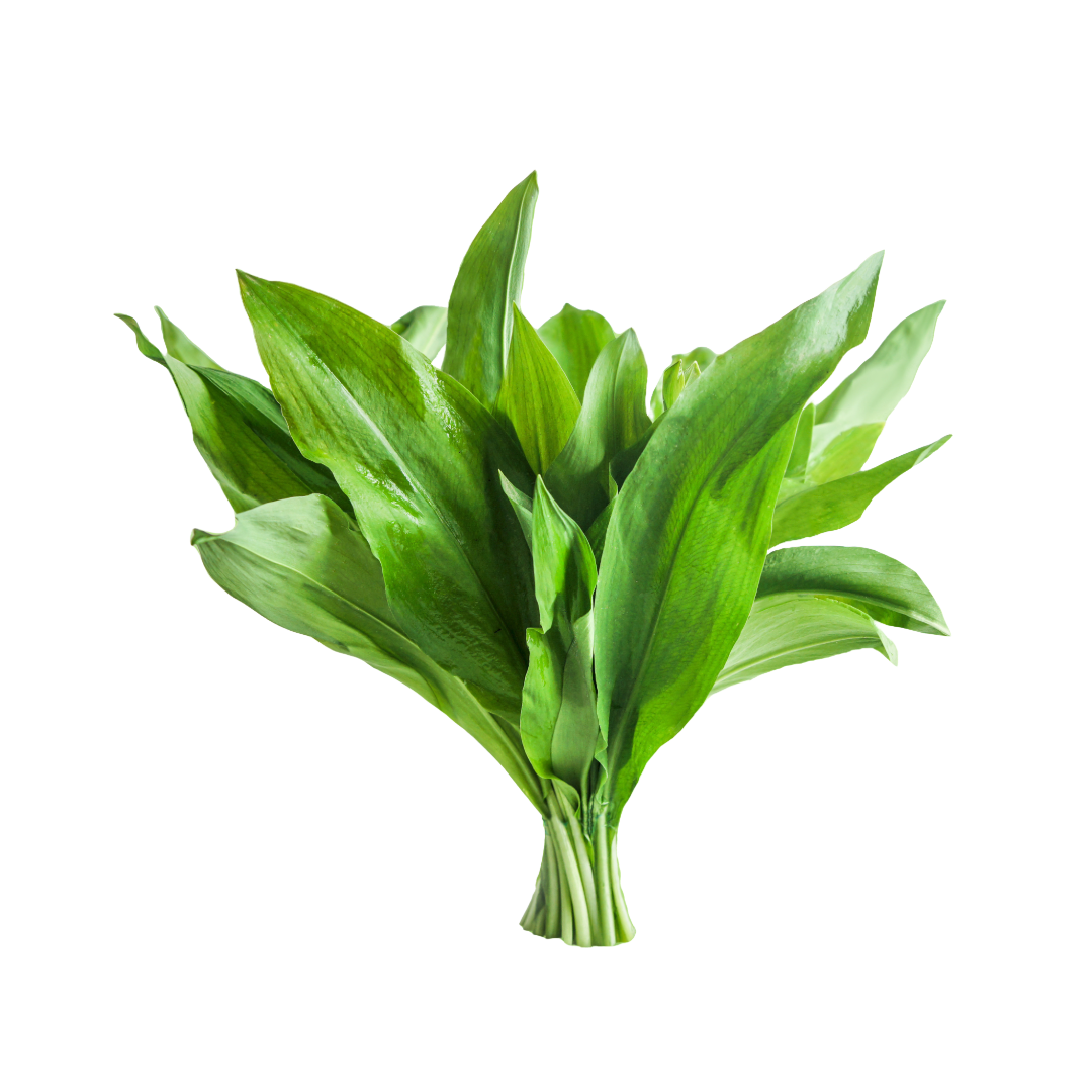 Bio-Bärlauch