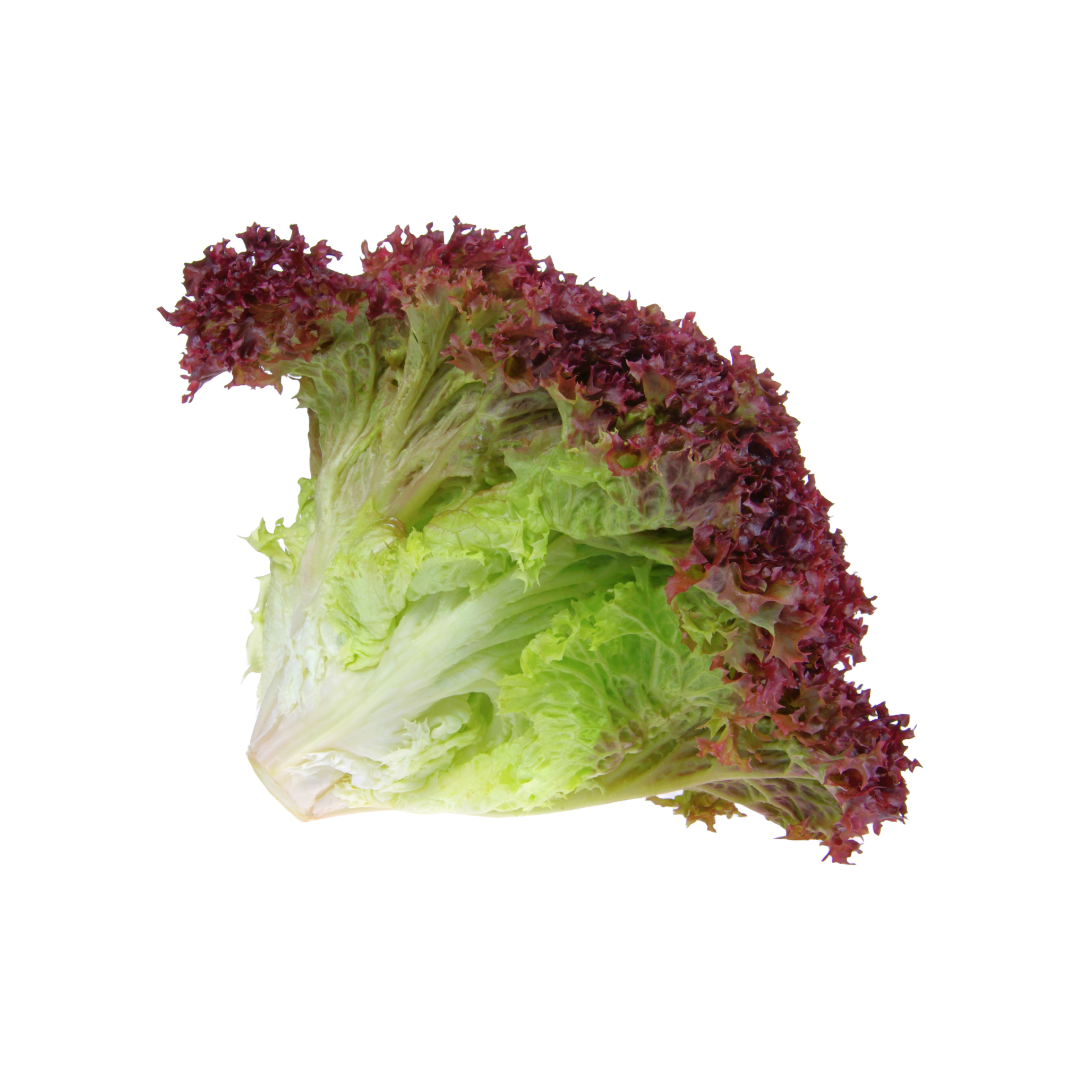 Bio-Lollo Rosso