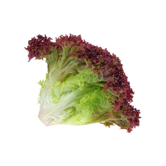 Bio-Lollo Rosso